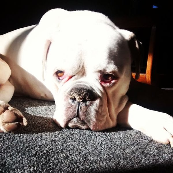 Perro bulldog acostado recibiendo el sol en la cara 
