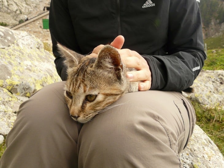 Gato recostado sobre las piernas de su amo 