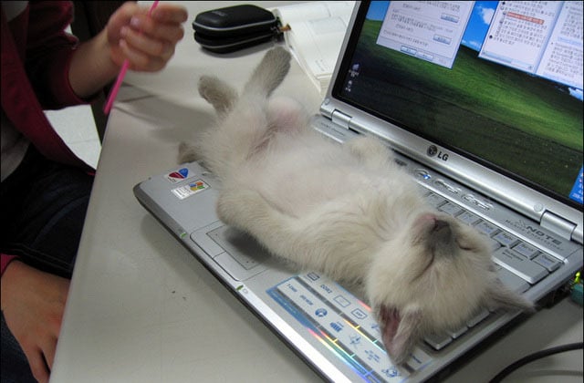 Gato acostado sobre una computadora frente a su dueña