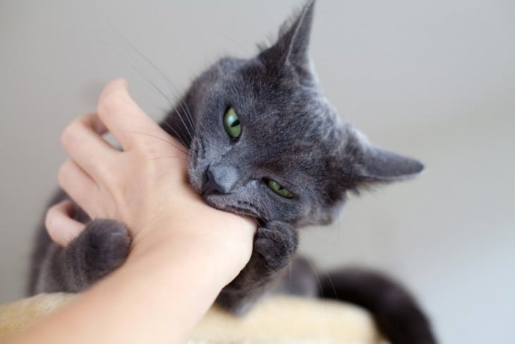 Gato mordiendo la mano de una persona 