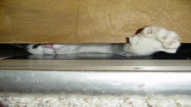 Gato mirando debajo de una puerta 