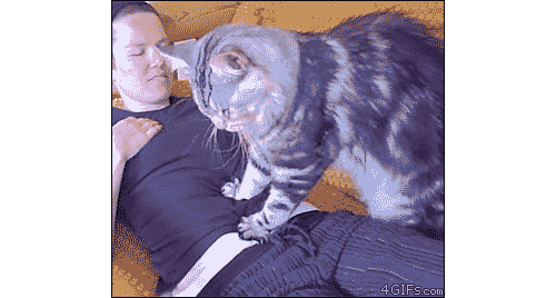 GIF de un gato aplastando el abdomen de su dueña 