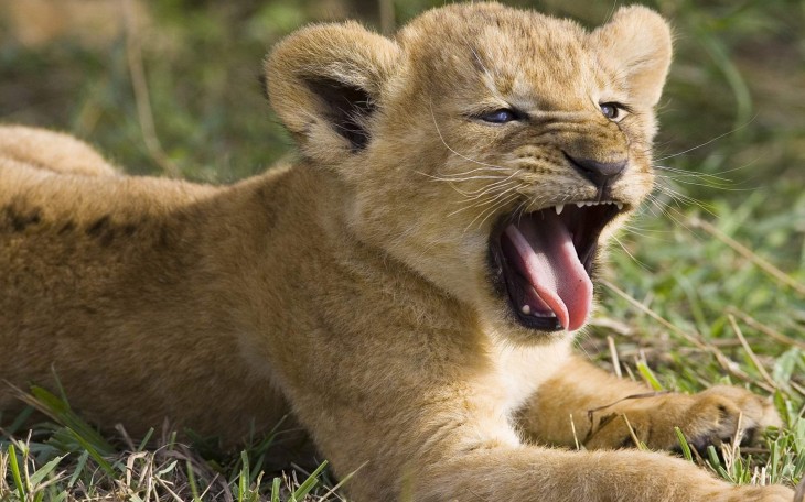 Un pequeño león rugiendo hacia enfrente 