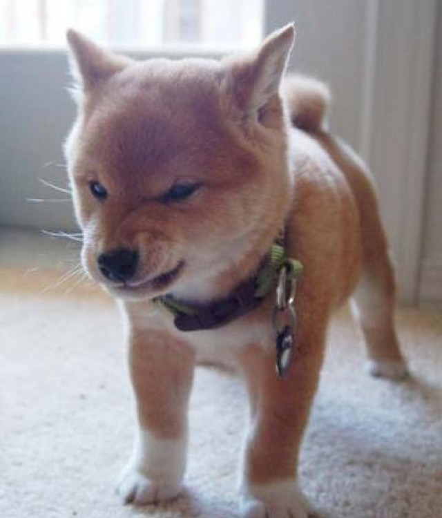 Un pequeño perro de color café un poco enojado simulando que gruñe 