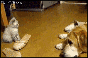 GIF de un gato atacando a un perro 