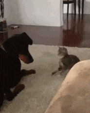GIF de un pequeño gato peleando un gran perro 