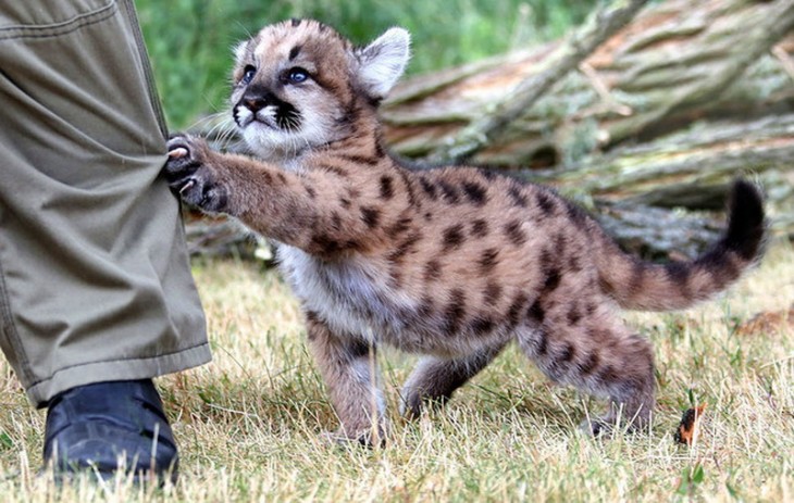 Un pequeño puma tomando a una persona de la pierna 