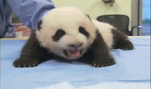 GIF de un pequeño oso panda gritando 
