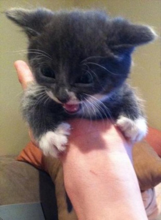 Gato en la mano de una persona muy enojado gruñendo 