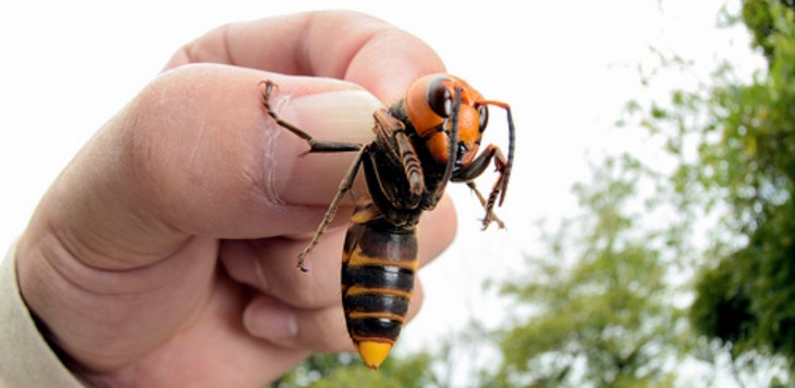 Mano de una persona sosteniendo un avispón gigante japonés 