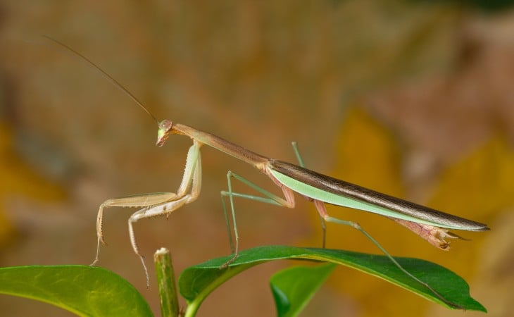 Mantis religiosa China sobre una hoja verde 