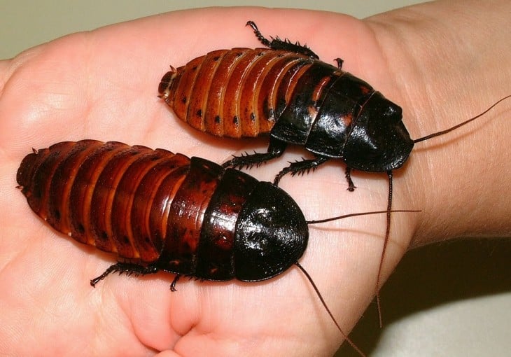 Dos cucarachas gigantes sobre la mano de una persona 