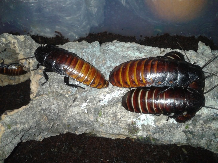 Cucarachas gigantes sobre una roca 