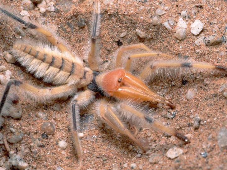 Araña camello encontradas en medio oriente 