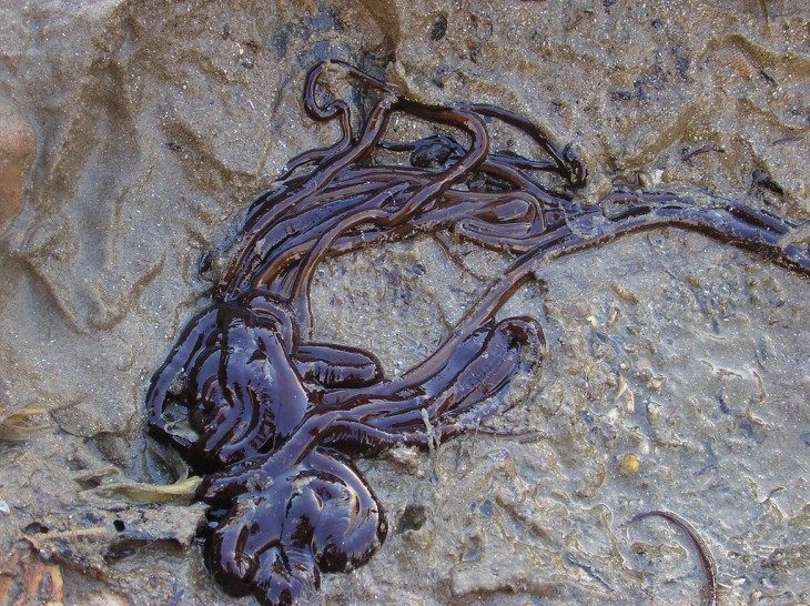 Gusano cordón de bota a la orilla del mar 