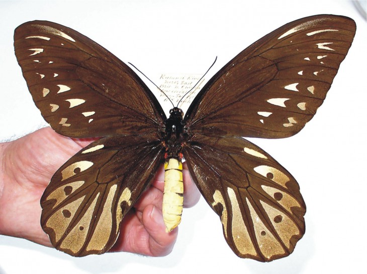 Mariposa grande con alas de pájaro 