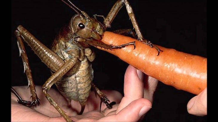 Weta gigante sobre la mano de una persona comiendo una zanahoria 