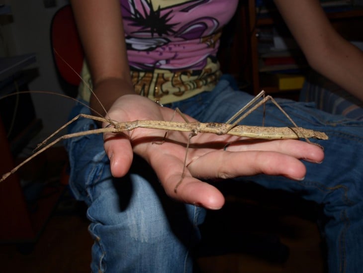 Insecto palo gigante sobre la mano de una persona 