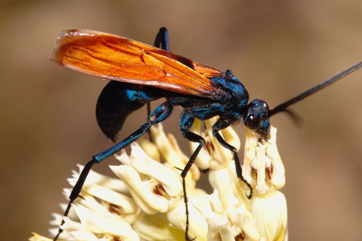 Avispa caza tarántulas 