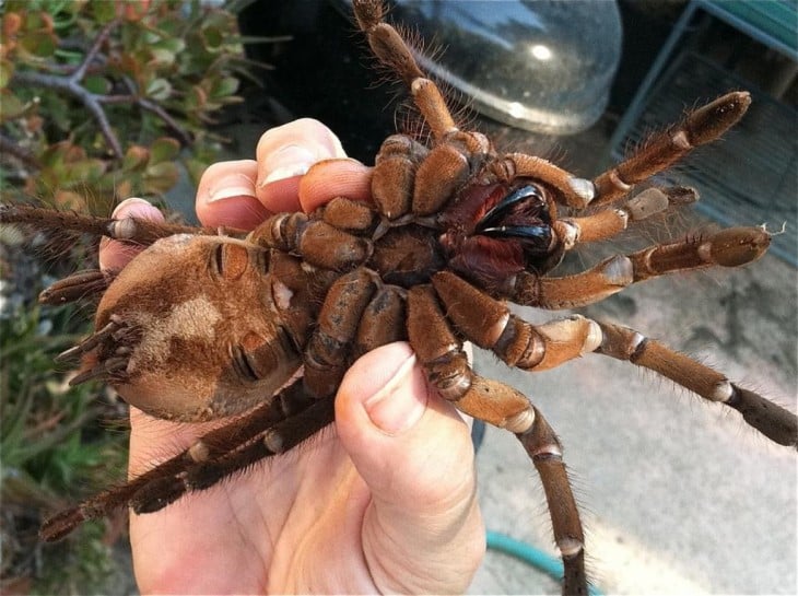 Mano con una tarántula gigante Goliat 