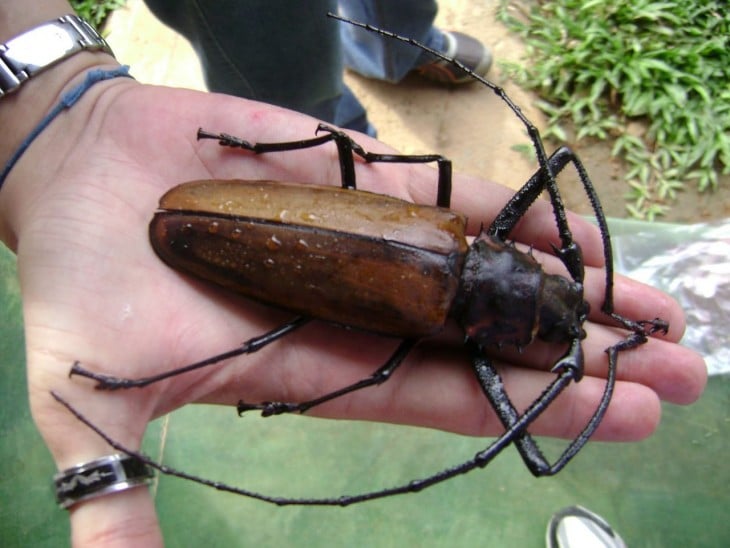 Mano sosteniendo un escarabajo titán 