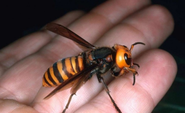 Avispón gigante japonés sobre la mano de una persona 