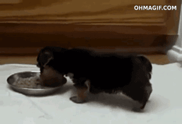 GIF de un cachorro levantando sus patas traseras mientras come 