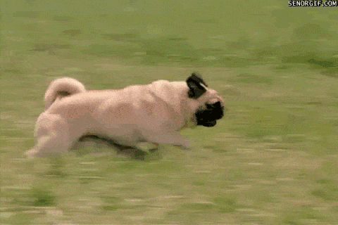 GIF de perros corriendo por un jardín 