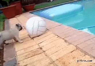GIF de un perro jugando con una pelota y se cae a un hoyo 