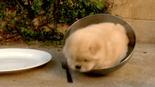GIF de un cachorro atorado en un recipiente 
