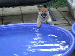 GIF de un cachorro frente a una alberca y golpea el agua 
