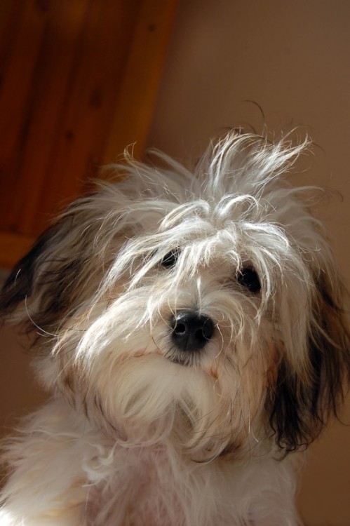 Cachorro con los pelos despeinados 