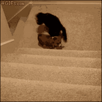 GIF de un cachorro subiendo las escaleras 