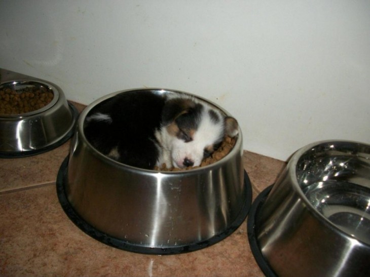 Cachorro dormido dentro de su recipiente lleno de croquetas 