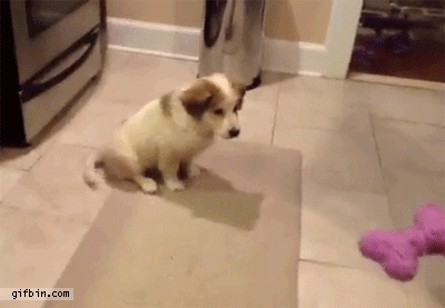 GIF de un cachorro que se cae al intentar atrapar un juguete 