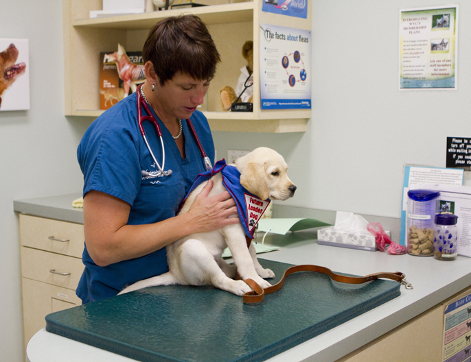 Cachorro en un chequeo con el veterinario 