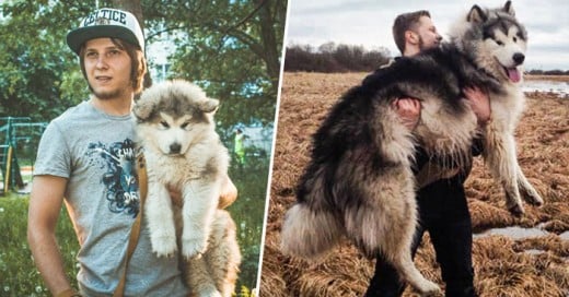 Recordar cono ha sido tu camino a lado de tu amigo peludo