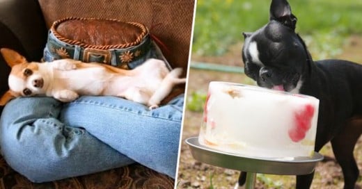 Las casas para perros mas originales y creativas