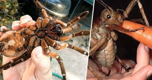 Tarantula goliat vs Langosta gigante quien gana