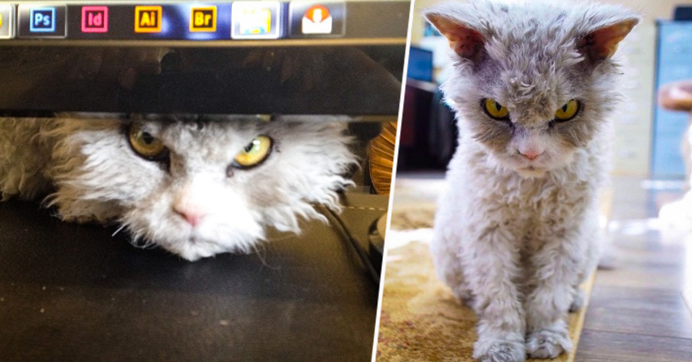Alberto “El pomposo” el gato con cara de mal humor