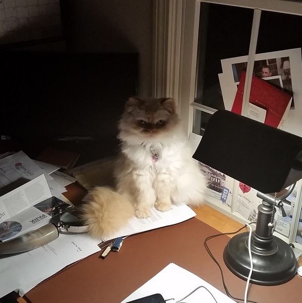 Gato sobre un escritorio bajo la luz de una lámpara 