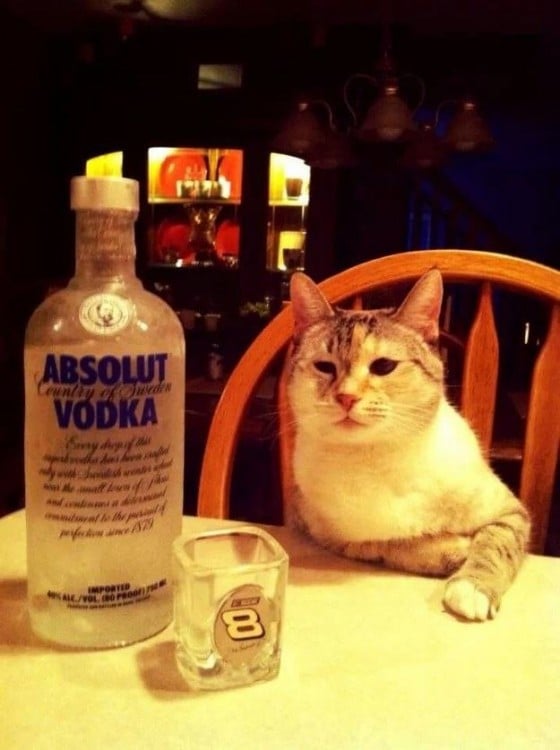 Gato sentado en una silla frente a una botella de vodka 