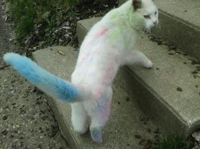 Gato pintado de colores subiendo las escaleras 