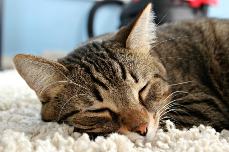 Gato dormido en una alfombra 