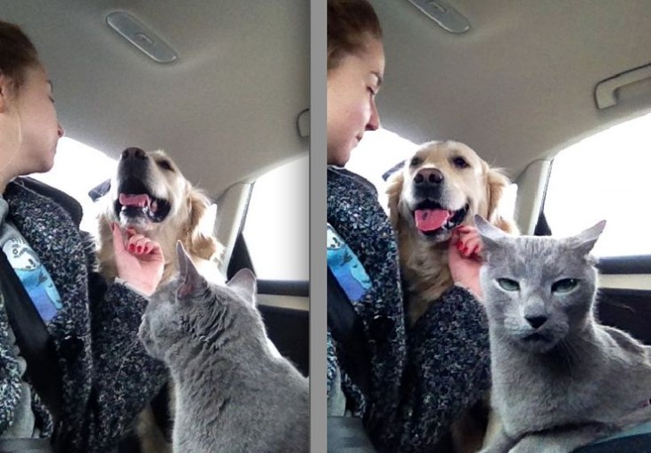 Chica haciendo cariños a un perro frente a un gato 