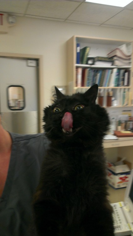 Gato negro con la lengua de fuera como saboreando algo 