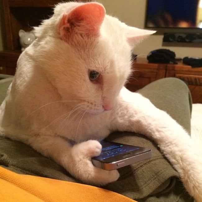 Gato sobre una cama con un celular en la mano mirándolo fijamente 