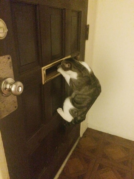 Gato colgado en una puerta asomándose por el buzón  