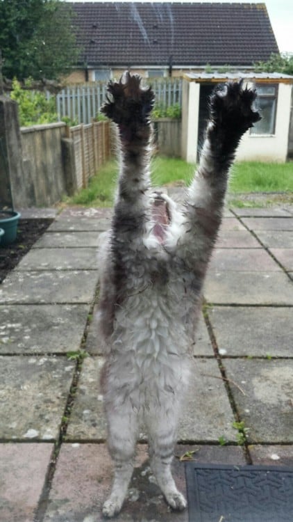 gato rayando la ventana