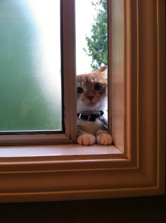 gato pasando por la ventana